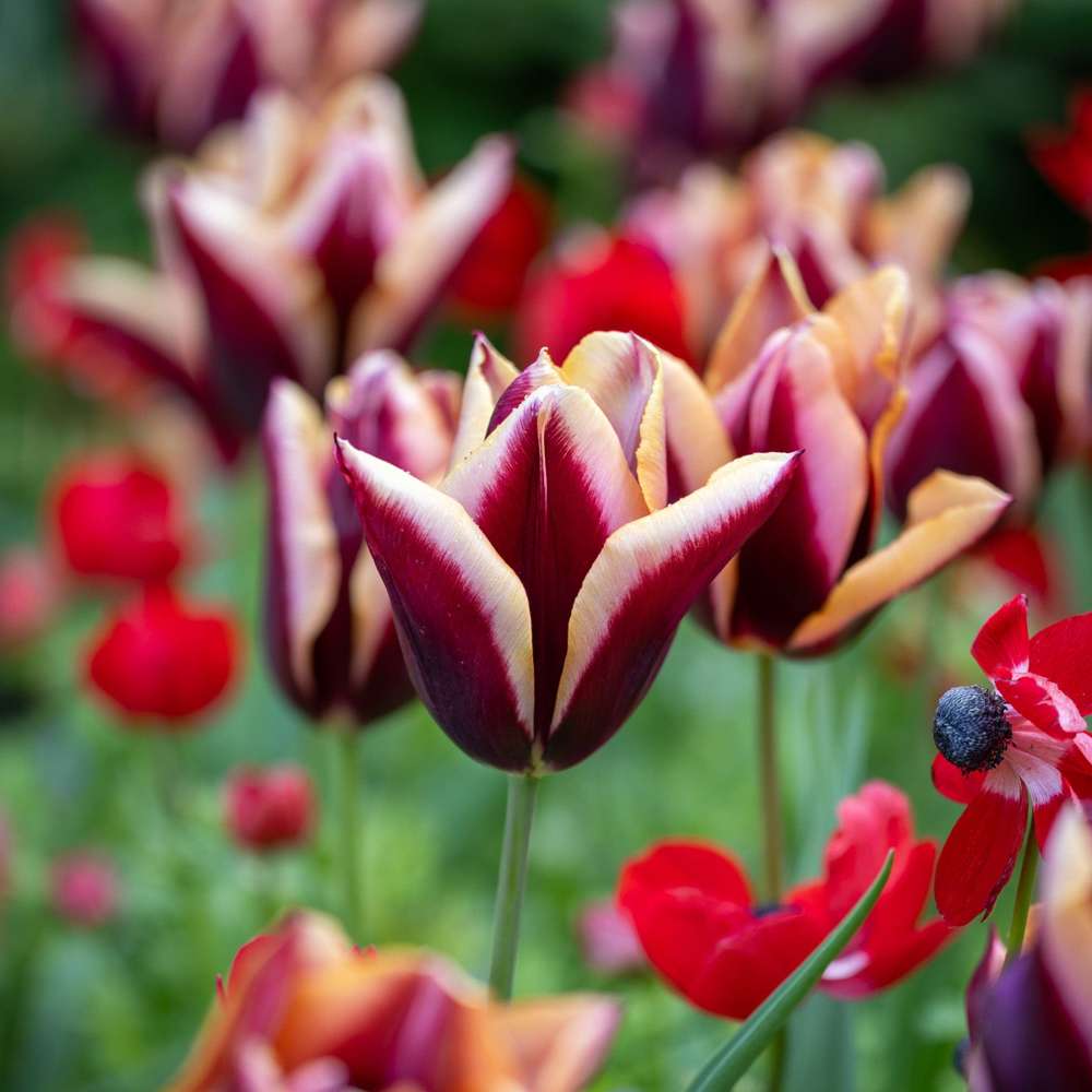 Tulipan 'Slawa'